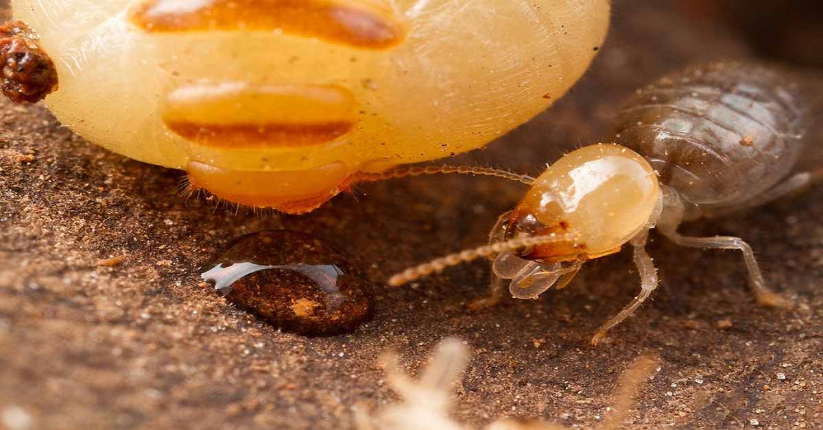 Serviços de Descupinização em Itapema