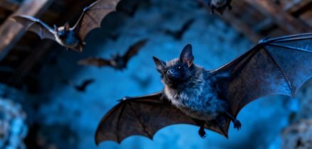 repelencia de morcegos