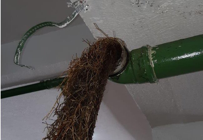 Raiz de árvore bloqueando encanamento